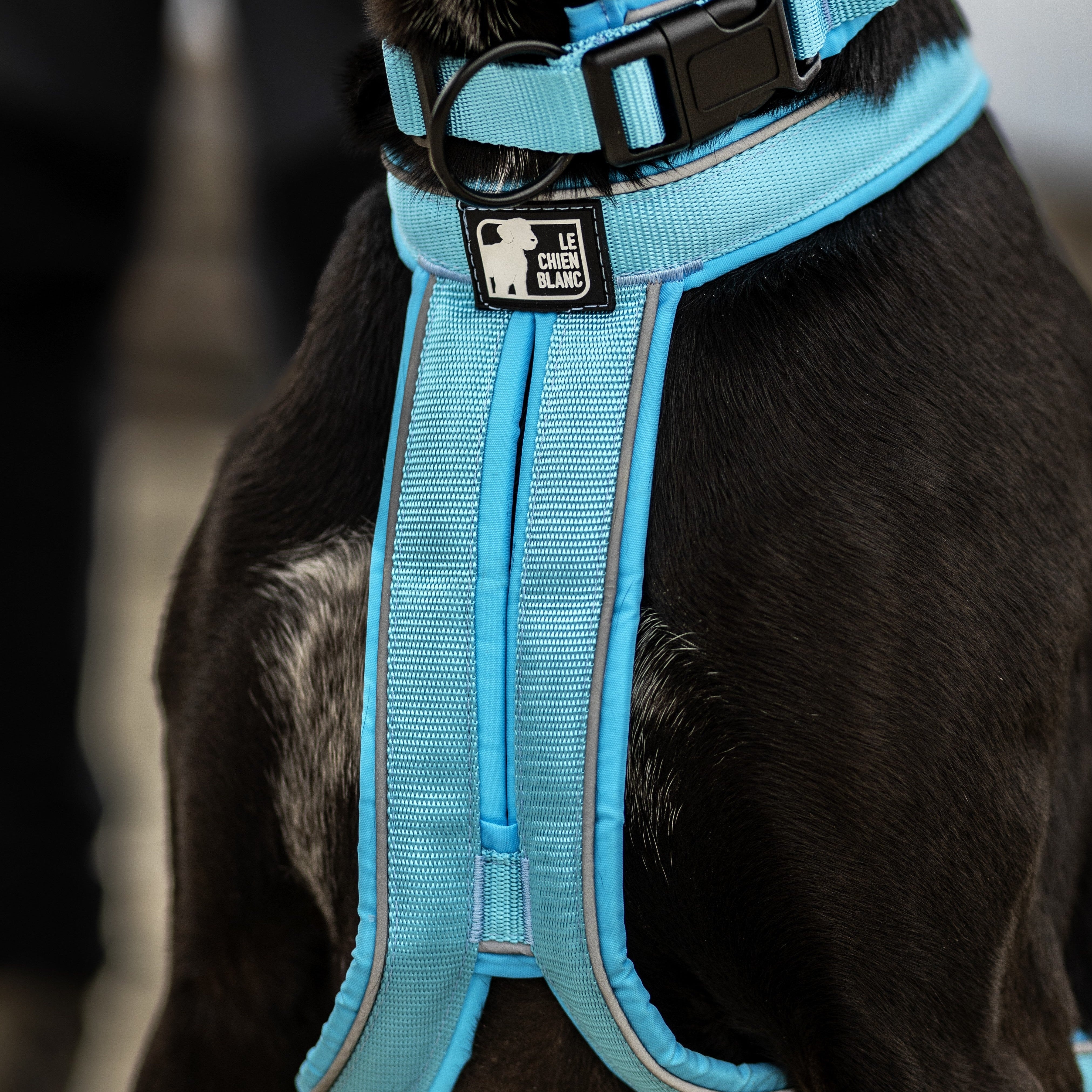 HARNAIS HOUND