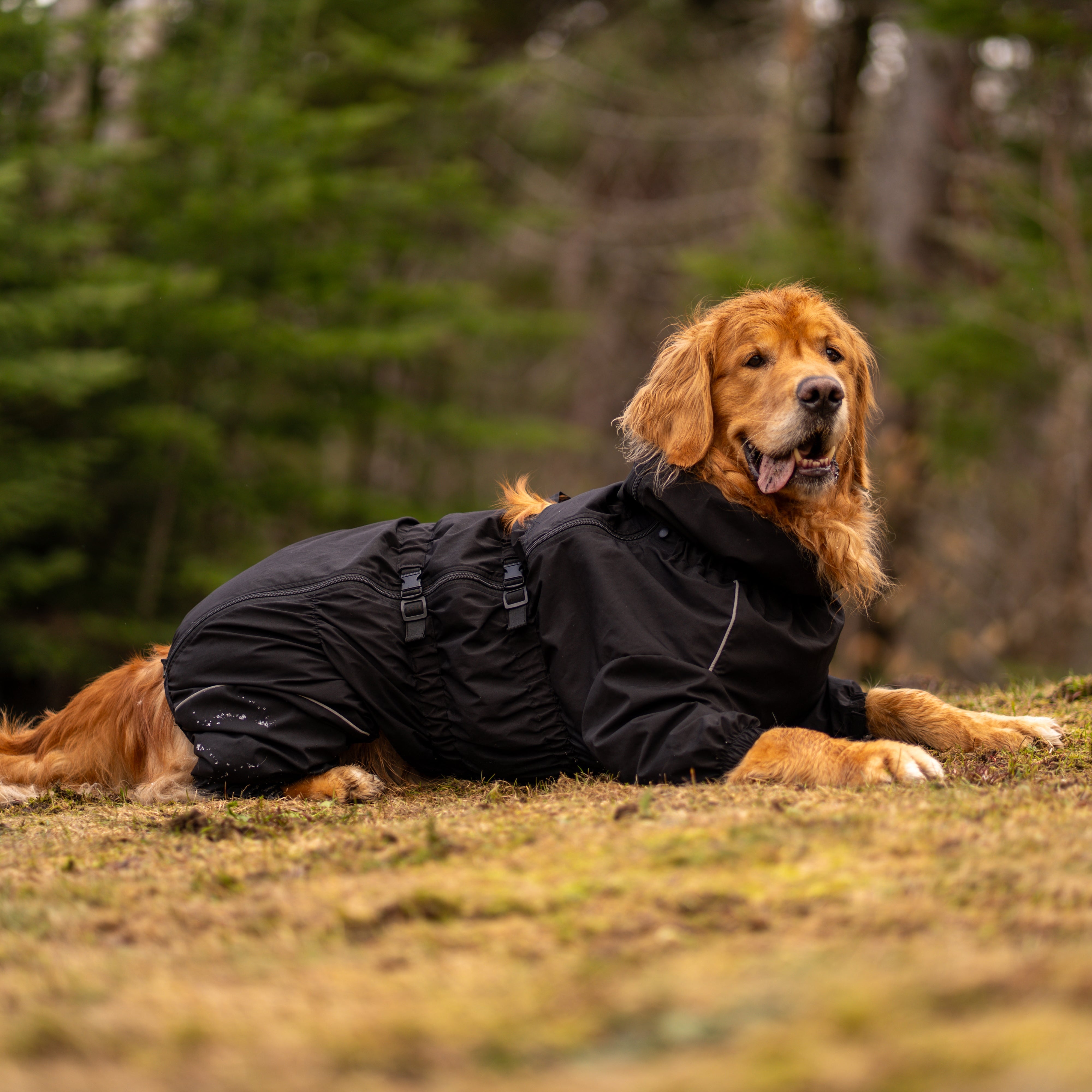 MANTEAU 4 PATTES BRAVE