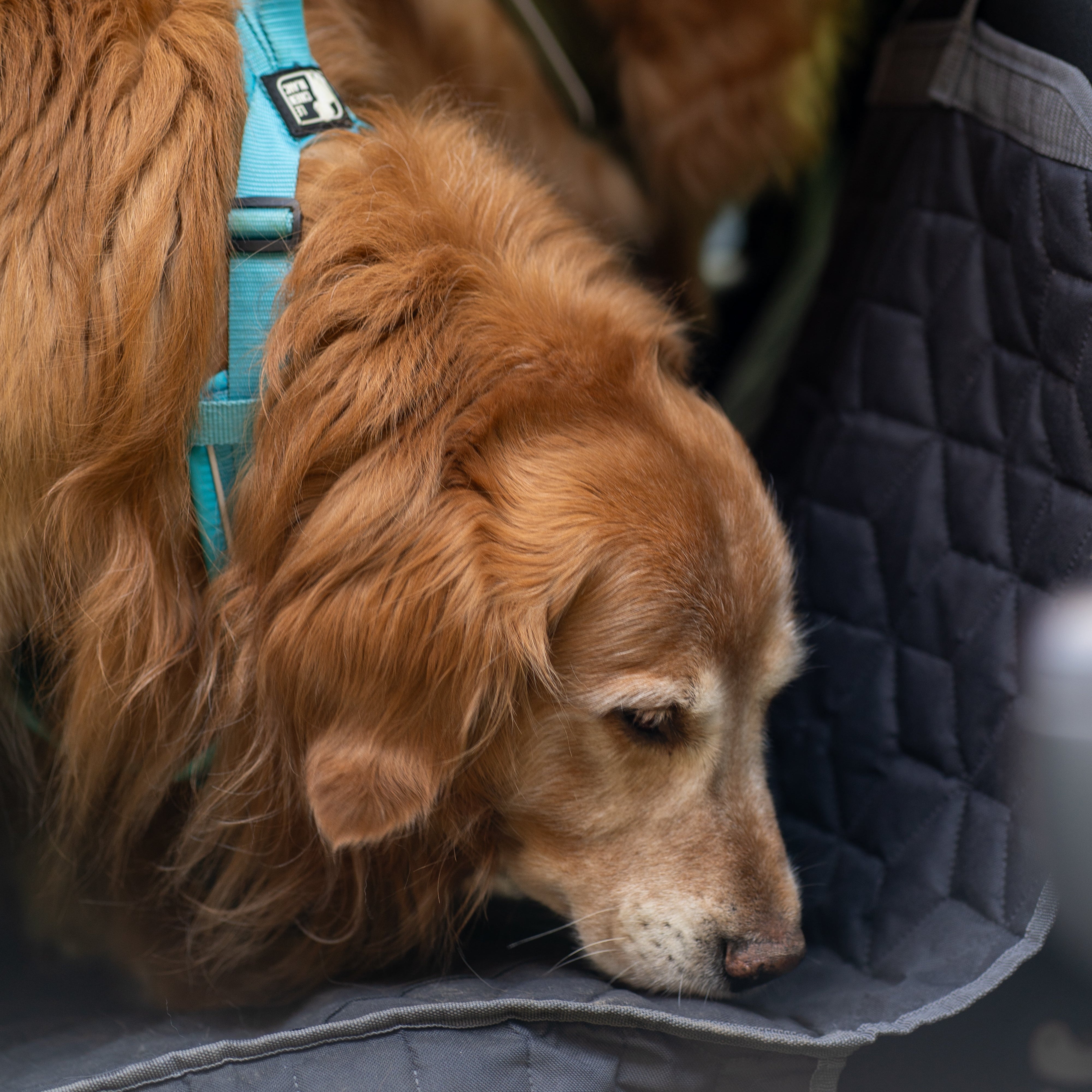HOUSSE POUR VOITURE NOMADE