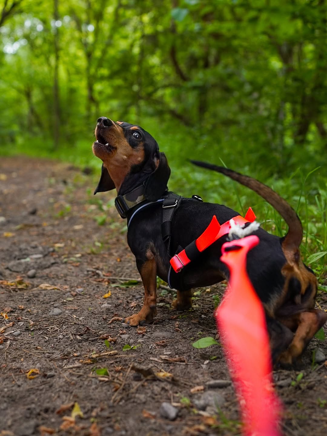 HARNAIS DE TRACTION AJUSTABLE TRAC – Image 12