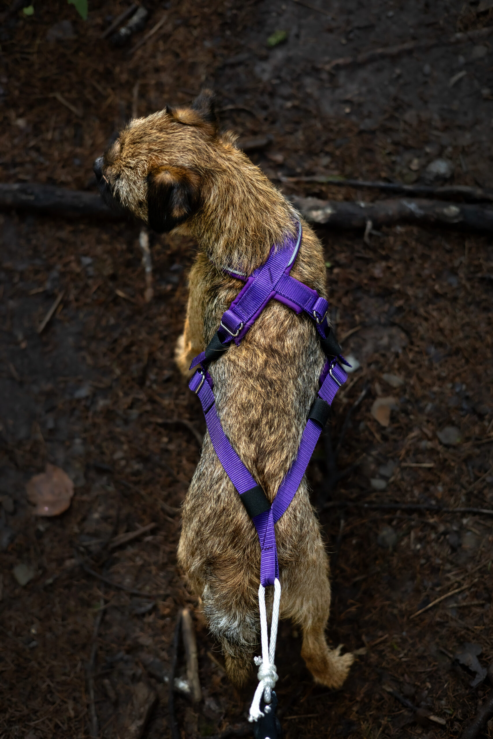 HARNAIS DE TRACTION AJUSTABLE TRAC – Image 11