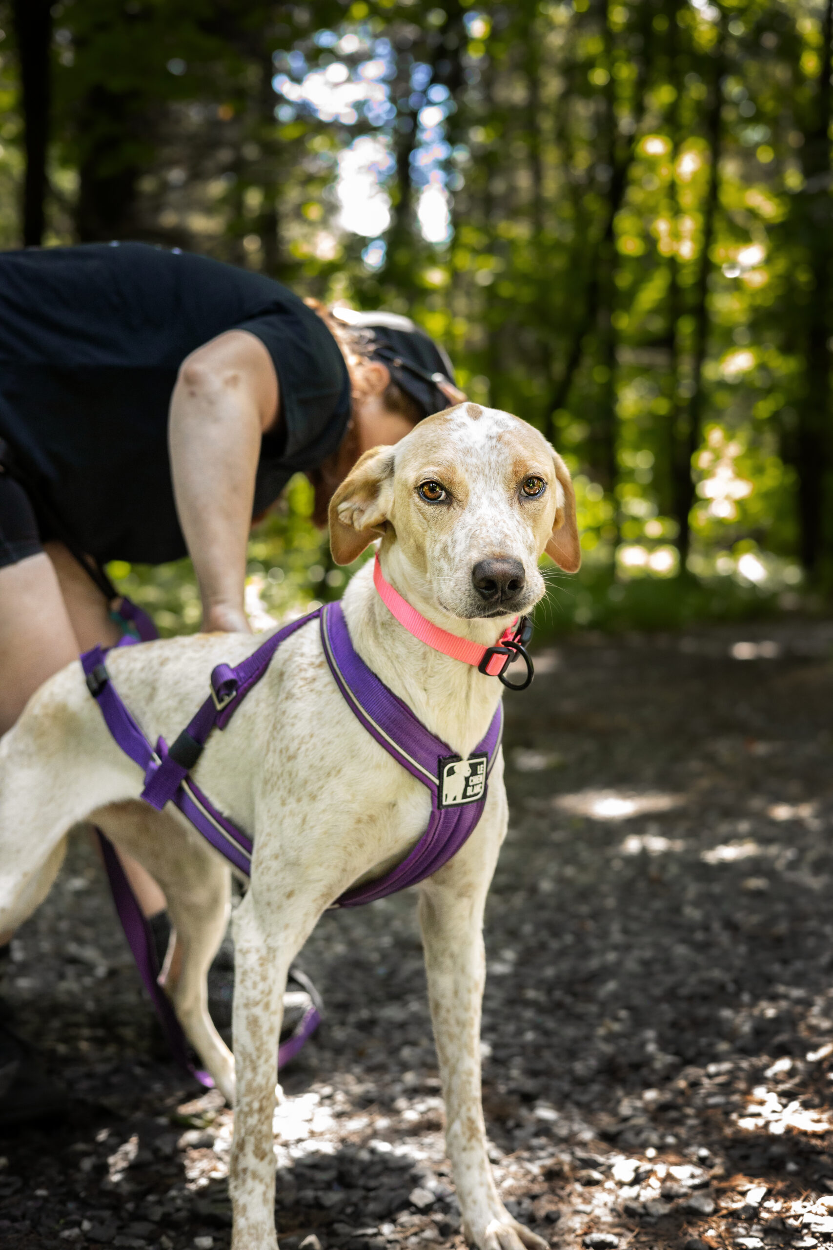 HARNAIS DE TRACTION AJUSTABLE TRAC – Image 9