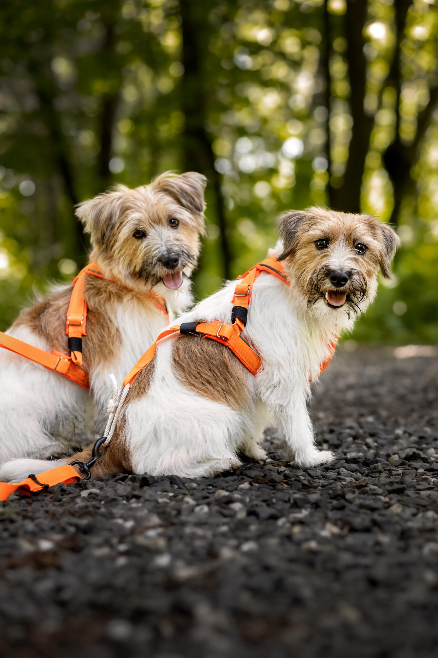 HARNAIS DE TRACTION AJUSTABLE TRAC – Image 8