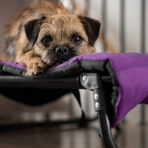 Lit surélevé pour chien Dog cot bed